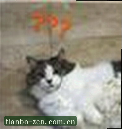 王晨